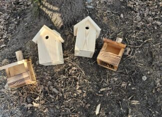 Zielony Wrocław wiesza budki lęgowe dla ptaków