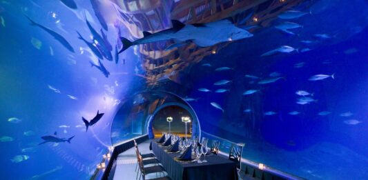 Podwodna kolacja we Wrocławiu – ile kosztuje i czy warto się wybrać?