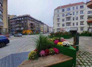 Zarząd Zieleni Miejskiej odkupił chryzantemy i posadzi je w mieście
