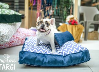 PupiLove Targi Wrocław, zabierz psa lub kota na zakupy!