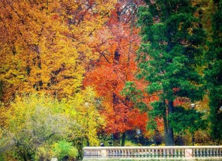 W 2018 roku we Wrocławiu pojawi się aż 6,7 tys. nowych drzew