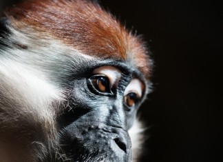Dzień Świadomości o Mangabach we wrocławskim ZOO
