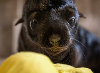 We wrocławskim ZOO urodził się kotik afrykański – co za słodki maluch!