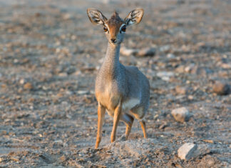 Mieszkańcy wrocławskiego zoo: Poznajcie dikdika. 1 marca na świat przyszło kolejne maleństwo