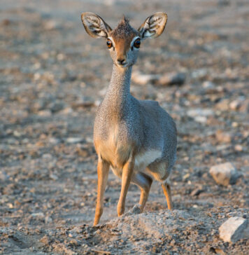 Mieszkańcy wrocławskiego zoo: Poznajcie dikdika. 1 marca na świat przyszło kolejne maleństwo