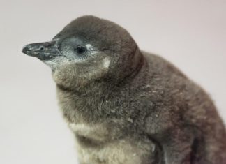 Malutki pingwin przylądkowy – nowy mieszkaniec ZOO Wrocław