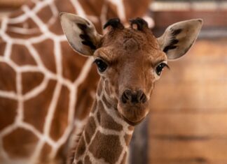 Malutka żyrafa we wrocławskim ZOO. Poznajcie Inuki