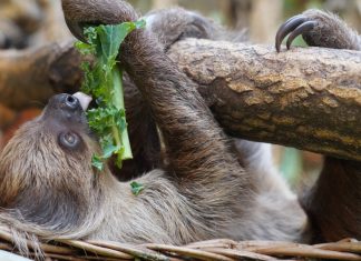 ZOO Wrocław szuka imienia dla małego leniwca!