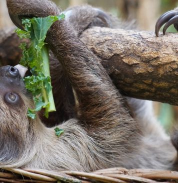 ZOO Wrocław szuka imienia dla małego leniwca!