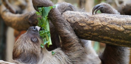 ZOO Wrocław szuka imienia dla małego leniwca!