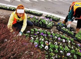 Wiosenne nasadzenia roślin we Wrocławiu. Jest coraz ładniej!