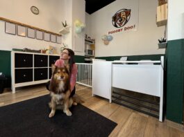 Psiooby Doo – we Wrocławiu powstał punkt opieki dziennej dla psów