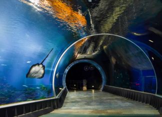 Wrocław: W najbliższą środę do Afrykarium wejdziesz za 8 zł. Jest jeden warunek Afrykarium Wrocław