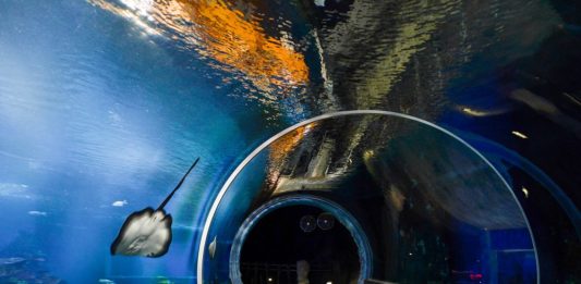 Wrocław: W najbliższą środę do Afrykarium wejdziesz za 8 zł. Jest jeden warunek Afrykarium Wrocław