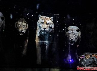 Do Wrocławia przyjedzie cyrk ze zwierzętami w formie hologramów!