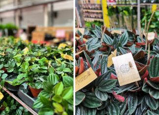 Jesienna edycja wielkiego Festiwalu Roślin we Wrocławiu! Ceny już od 5 zł