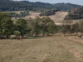 3 Miejsca za Wrocławiem stworzone dla miłośników natury