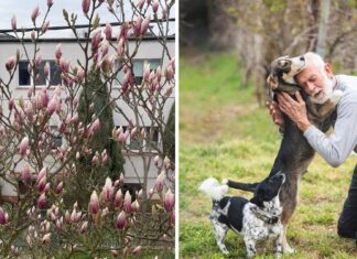 We Wrocławiu powstał pierwszy w Polsce Dom dla Skrzywdzonych Zwierząt. Poszukiwani opiekunowie, którzy w nim zamieszkają