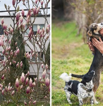 We Wrocławiu powstał pierwszy w Polsce Dom dla Skrzywdzonych Zwierząt. Poszukiwani opiekunowie, którzy w nim zamieszkają