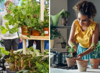 Zielono Mi – Targi Roślin, Kwiatów i Dekoracji we Wrocławiu!