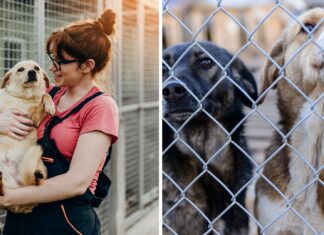 Wiosenny Kiermasz Charytatywny dla bezdomnych zwierząt we wrocławskich schronisku