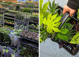 Kolejna edycja największego targu roślin doniczkowych! Festiwal Roślin w Świdnicy