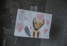 Schronisko dla Bezdomnych Zwierząt we Wrocławiu – nieznane oblicze