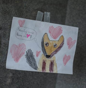 Schronisko dla Bezdomnych Zwierząt we Wrocławiu – nieznane oblicze