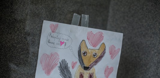 Schronisko dla Bezdomnych Zwierząt we Wrocławiu – nieznane oblicze