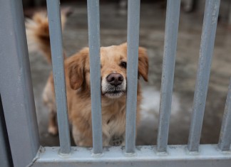 Dzień Psa we wrocławskim Schronisku dla Bezdomnych Zwierząt