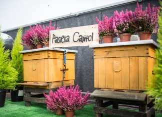 Pszczoły zamieszkały na dachu teatru CAPITOL