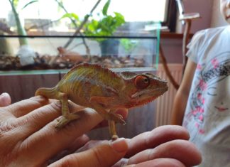 Poznaj miejską dżuglę – nowe mini zoo na mapie Wrocławia!