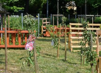 Tak prezentują się ogródki warzywne przy szkołach i przedszkolach!