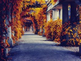 Gdzie na jesienny spacer we Wrocławiu? 6 magicznych miejsc Na zdjęciu Pergola we Wrocławiu