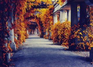 Gdzie na jesienny spacer we Wrocławiu? 6 magicznych miejsc Na zdjęciu Pergola we Wrocławiu