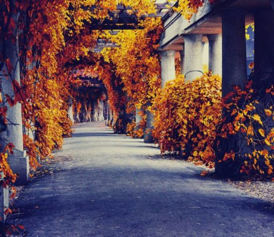 Gdzie na jesienny spacer we Wrocławiu? 6 magicznych miejsc Na zdjęciu Pergola we Wrocławiu