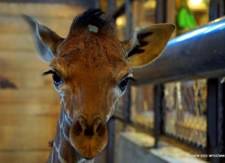 Nie ZOOstawiaj na potem. Kup dzisiaj bilet do ZOO Wrocław i wykorzystaj przez rok