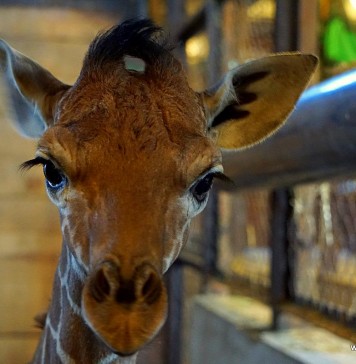 Nie ZOOstawiaj na potem. Kup dzisiaj bilet do ZOO Wrocław i wykorzystaj przez rok