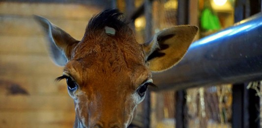 Nie ZOOstawiaj na potem. Kup dzisiaj bilet do ZOO Wrocław i wykorzystaj przez rok
