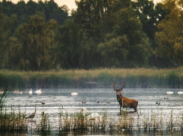 Park Krajobrazowy Dolina Baryczy – przyrodnicza zielona perła Dolnego Śląska!