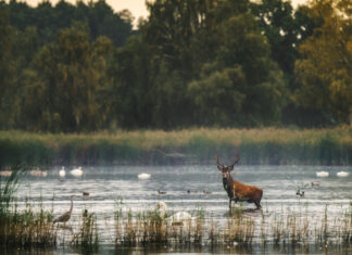 Park Krajobrazowy Dolina Baryczy – przyrodnicza zielona perła Dolnego Śląska!