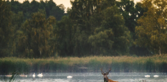 Park Krajobrazowy Dolina Baryczy – przyrodnicza zielona perła Dolnego Śląska!