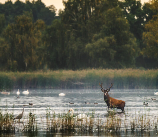 Park Krajobrazowy Dolina Baryczy – przyrodnicza zielona perła Dolnego Śląska!