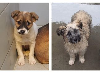 Wrocław: Do Schroniska dla Bezdomnych Zwierząt trafiło dziś aż 18 szczeniaków!