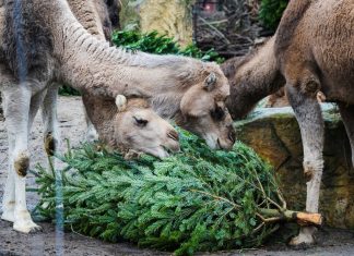 Wrocław: Co zrobić z choinką po Świętach? Wrocławskie ZOO apeluje!