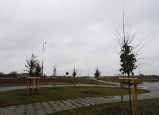 894 drzewa przy obwodnicy Leśnicy do wymiany! Rozpoczęło się sadzenie nowych