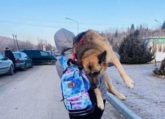 Ta historia porusza serca. Ukrainiec niósł swojego chorego psa na plecach 15 km do polskiej granicy