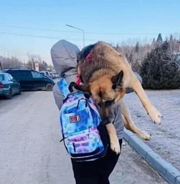 Ta historia porusza serca. Ukrainiec niósł swojego chorego psa na plecach 15 km do polskiej granicy