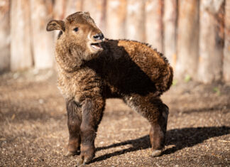 W ZOO Wrocław urodził się takin złoty! Jeden z najrzadszych gatunków zwierząt w ogrodach zoologicznych na świecie