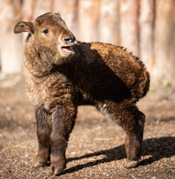 W ZOO Wrocław urodził się takin złoty! Jeden z najrzadszych gatunków zwierząt w ogrodach zoologicznych na świecie